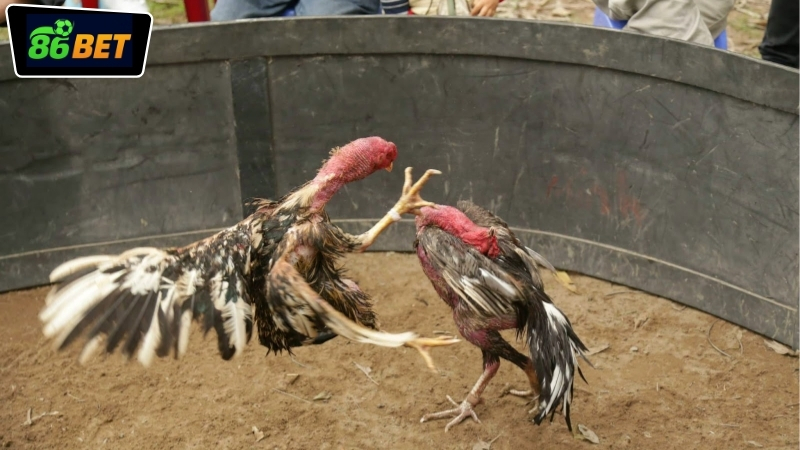 Cách tham gia cược đá gà tiền thật 86BET cho người mới
