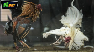 cuoc-da-ga-tien-that-86bet