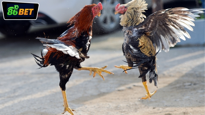 Trải nghiệm chân thực khi tham gia đá gà miền Tây tại 86BET