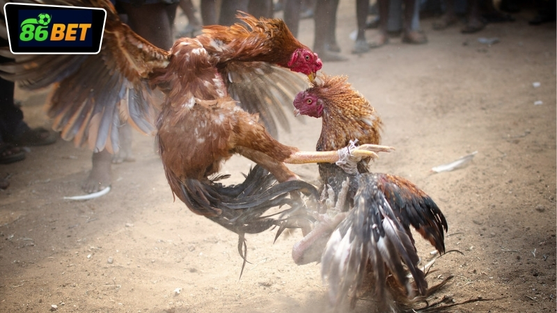 Ưu điểm nổi bật của đá gà miền Tây tại 86BET