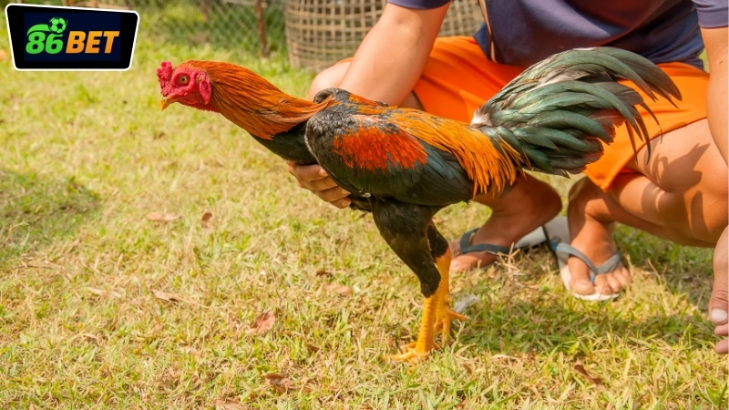 Hướng dẫn chơi đá gà online 86BET chi tiết cho người mới