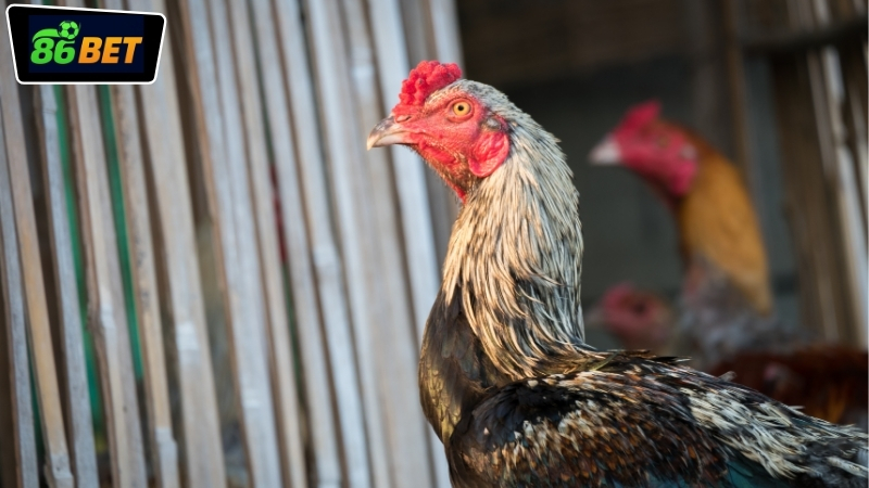 Có nên chơi đá gà online 86BET để giải trí và kiếm thưởng?