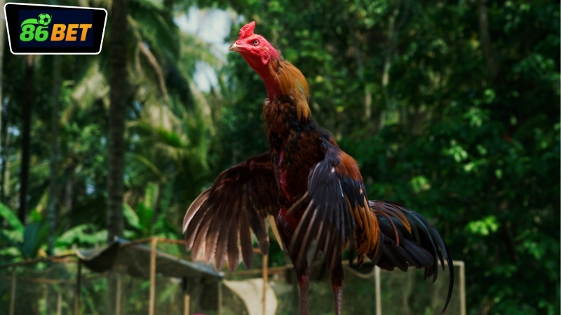 Mẹo đặt cược đá gà online 86BET hiệu quả nhất