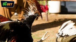 kinh-nghiem-thang-da-ga-86bet