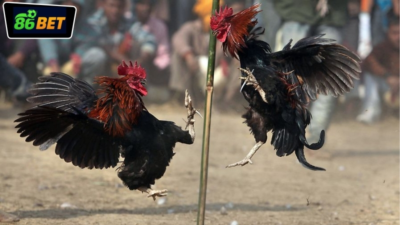 Giới thiệu tính năng xem đá gà trực tiếp 86BET