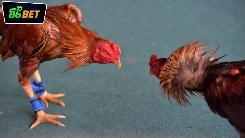 xem-da-ga-truc-tiep-86bet